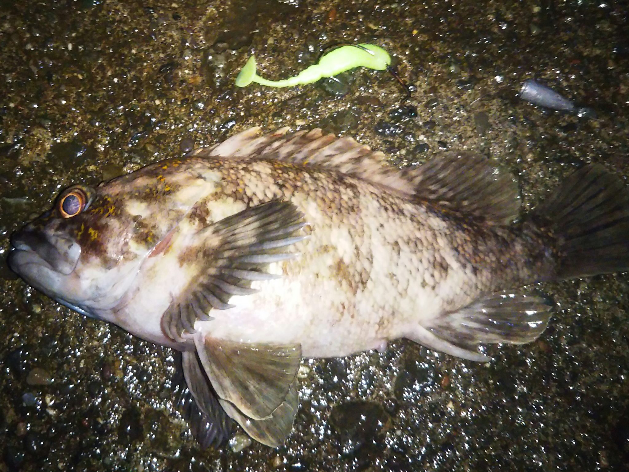 18年10月大雨の小樽南防波堤でハチガラ祭り