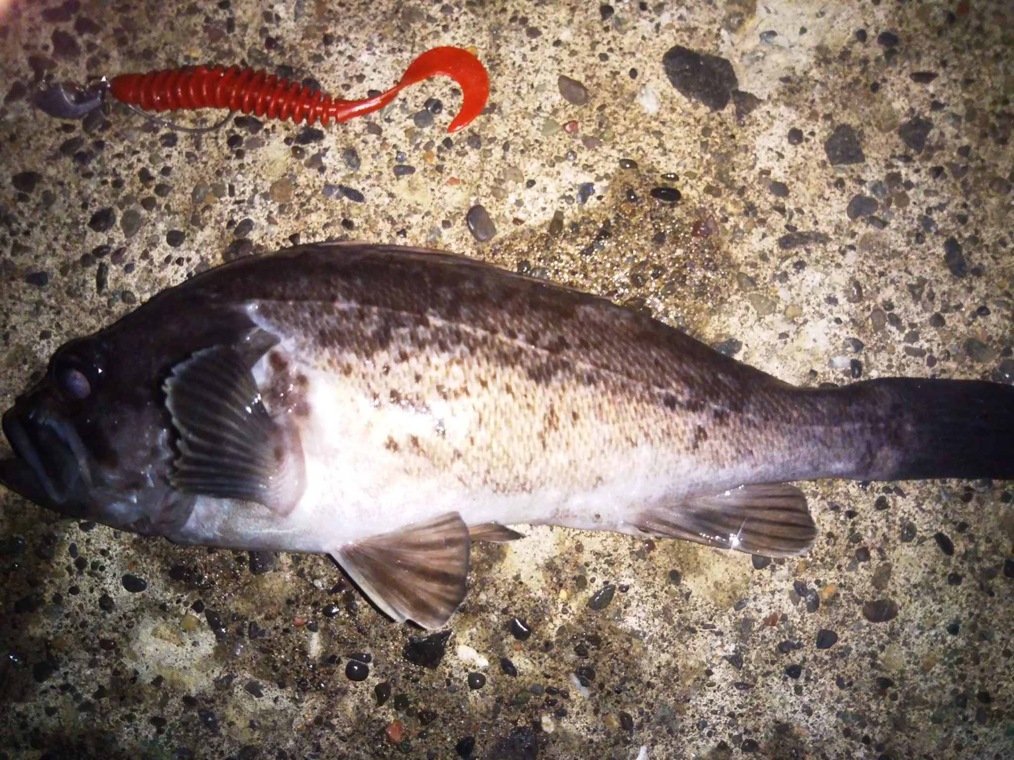 18年10月末にランガンの末小樽北防波堤で良型のソイをキャッチ